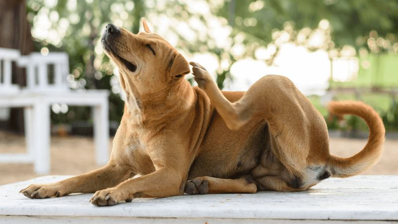 Frequent Scratching