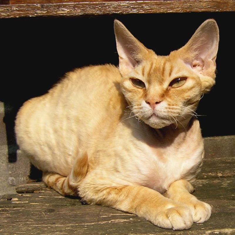 Cornish Rex