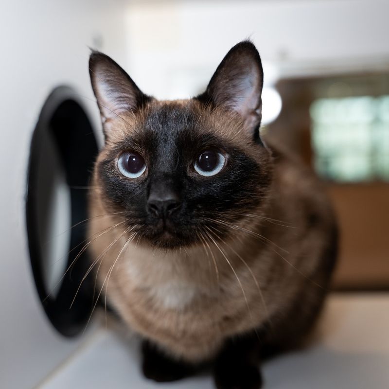 Siamese