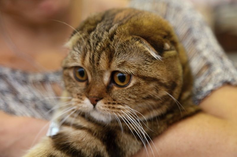 Scottish Fold