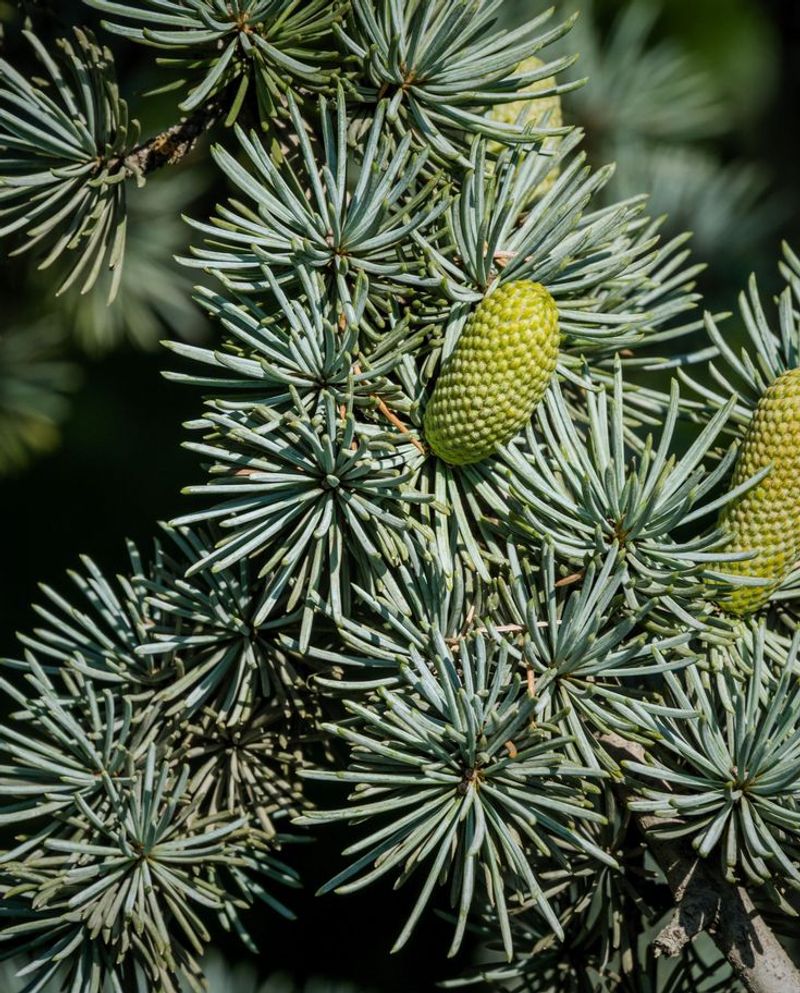Cedarwood