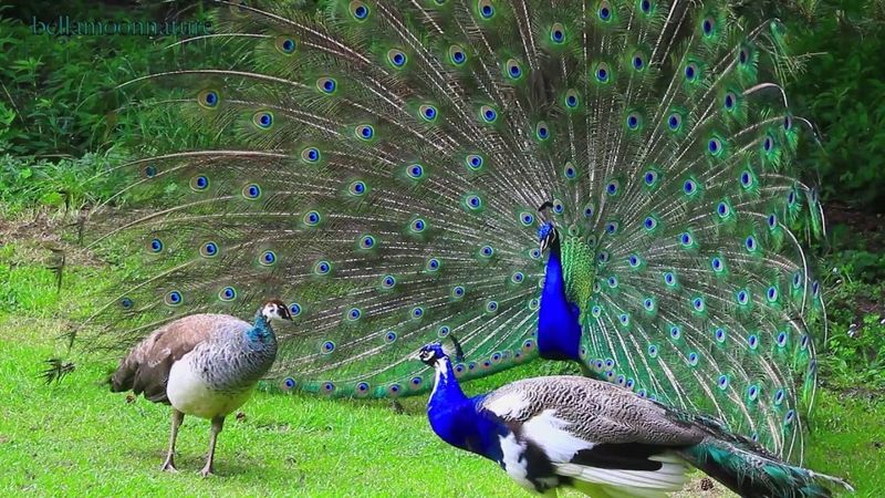 Courtship Rituals