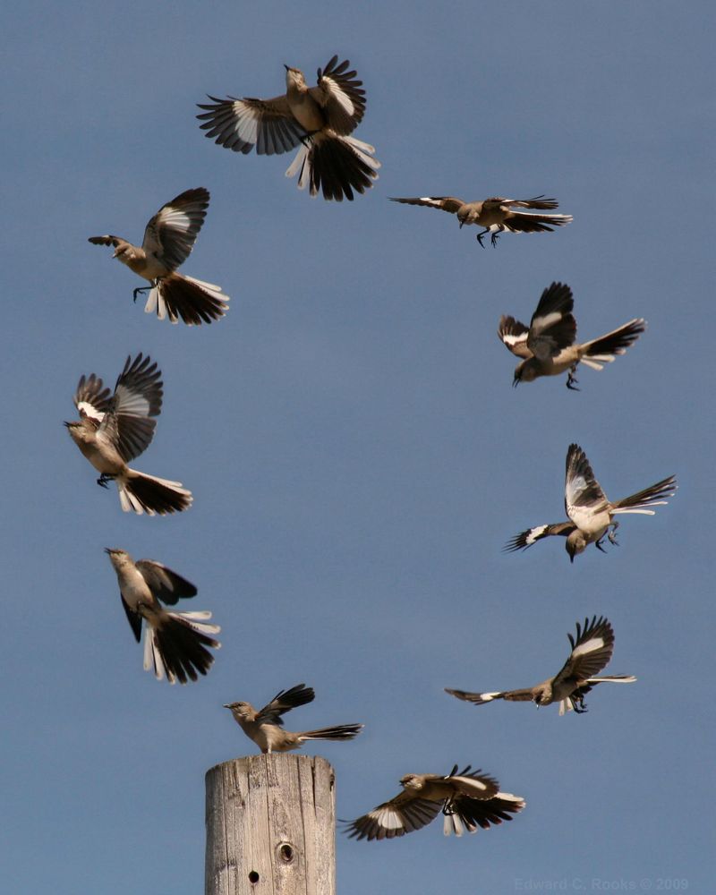 Migratory Patterns