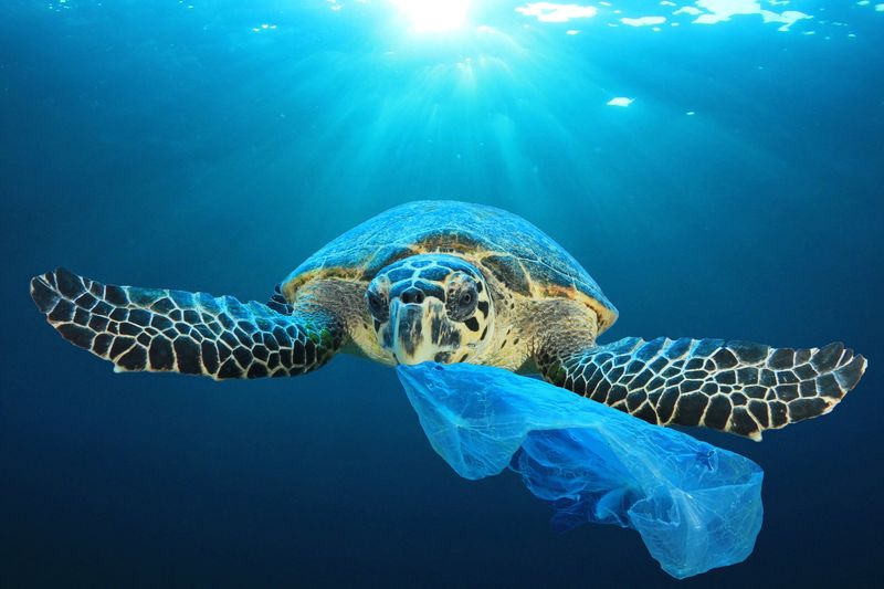 Threats from Plastic Pollution