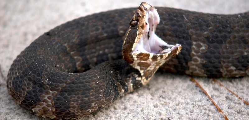 Reproductive Behavior