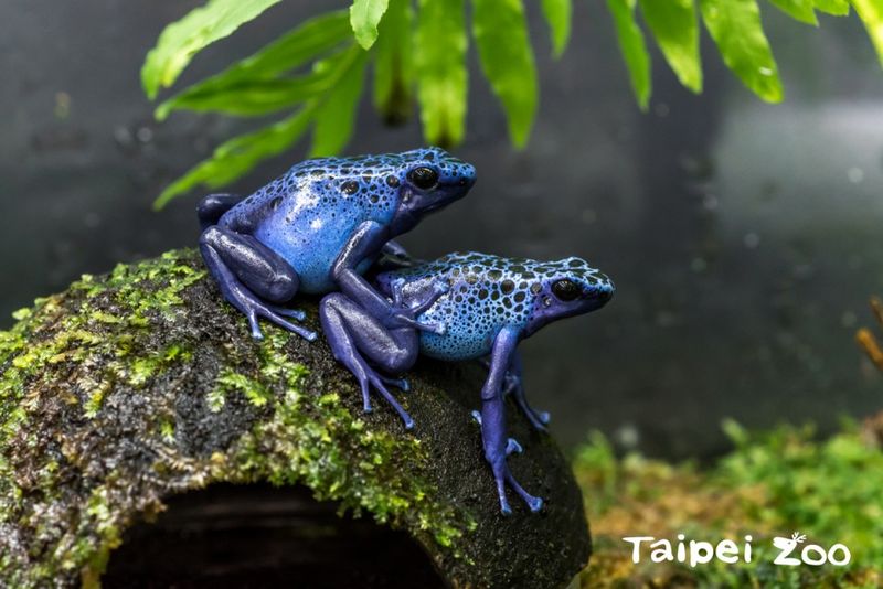 Captive Breeding