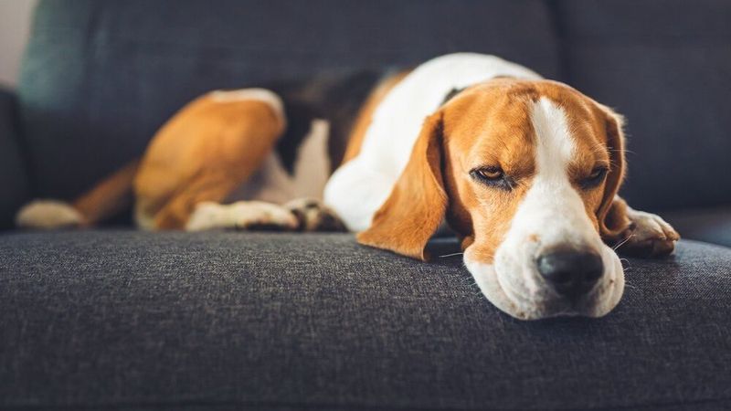 Lethargy or Loss of Stamina