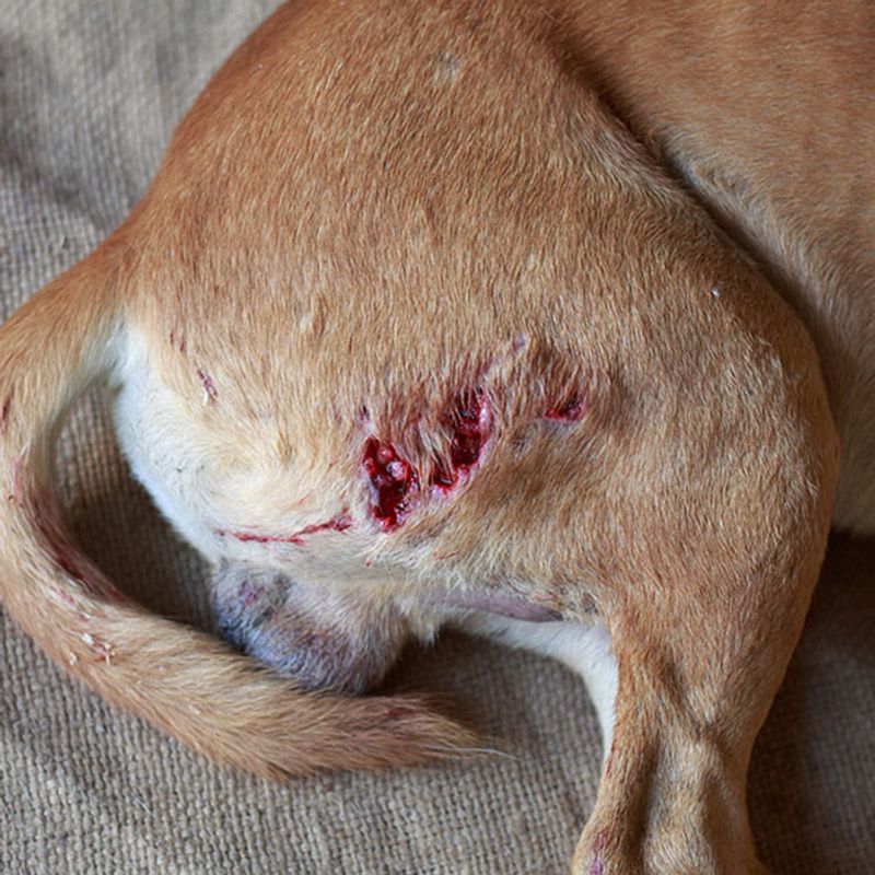 Bleeding or Discharge from Body Openings