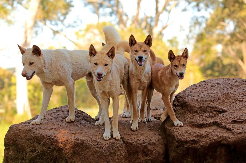 Dingoes in Ecosystem Balance