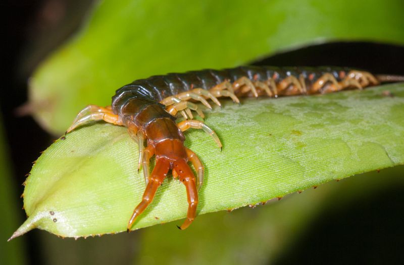 Giant Centipede