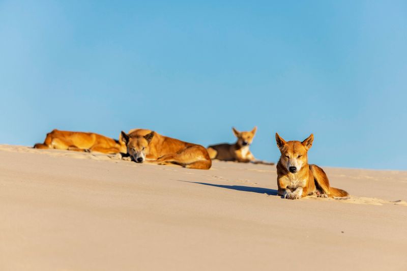 Cultural Significance of Dingoes
