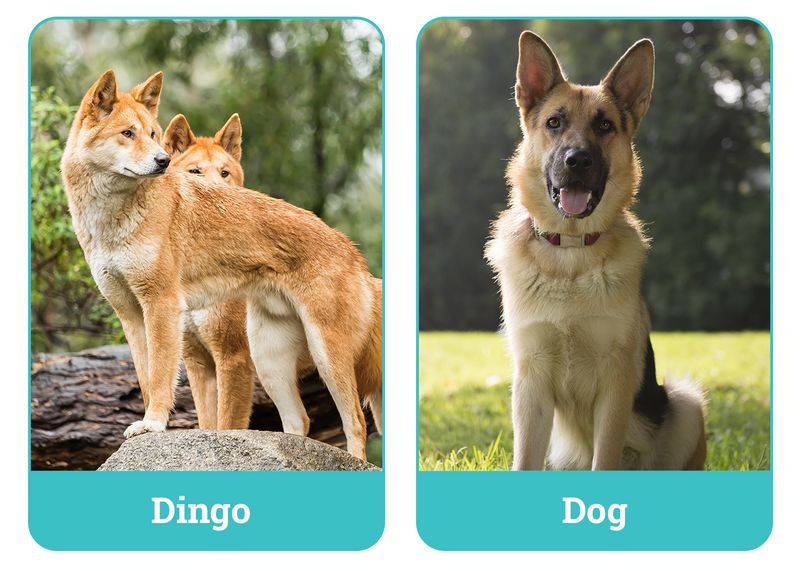 Dingo vs. Domestic Dog