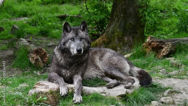 Mackenzie Valley Wolf