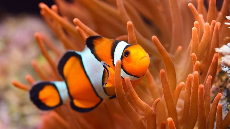 Clownfish