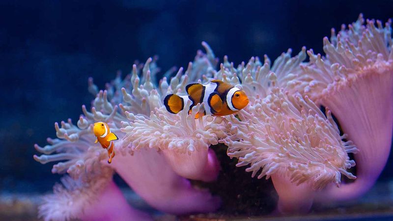 Clownfish