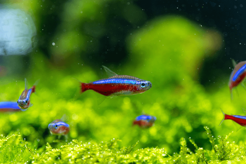 Neon Tetras