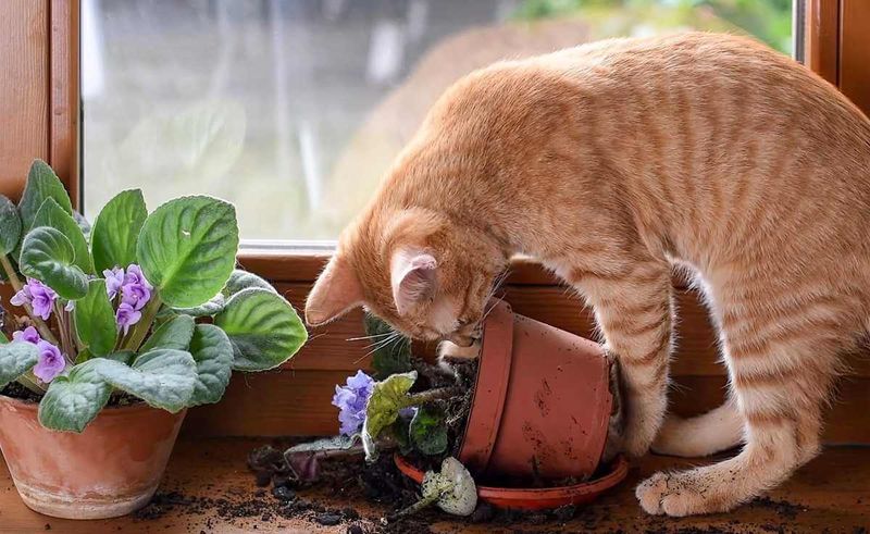 Playful Mischief