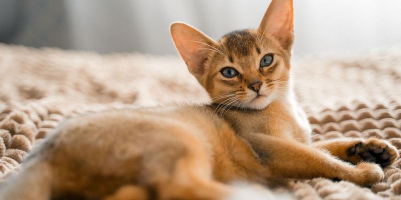 Simba