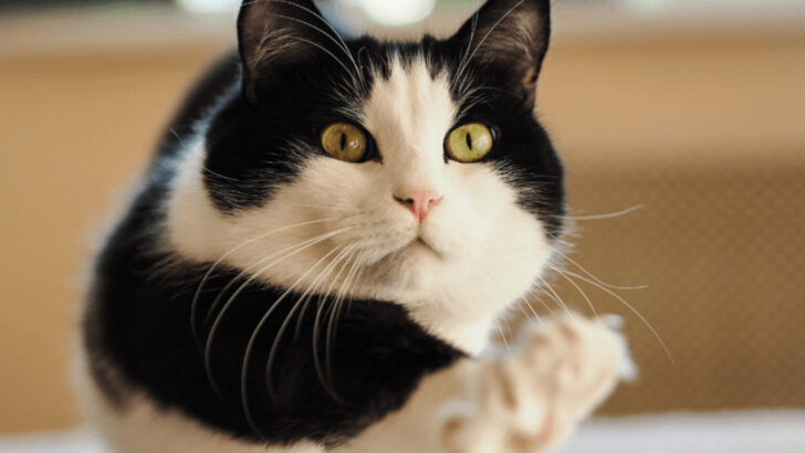 Disney Cat Name Ideas: 16 Purr-fect Picks for Feline Fans