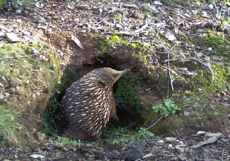 Soil Degradation and its Impact on Burrowing Animals