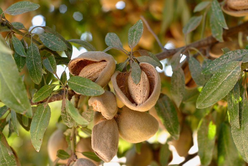 Decline in Almond Production