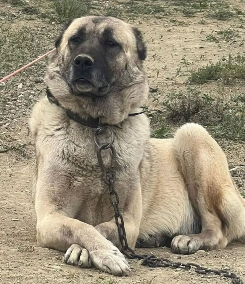 Kangal