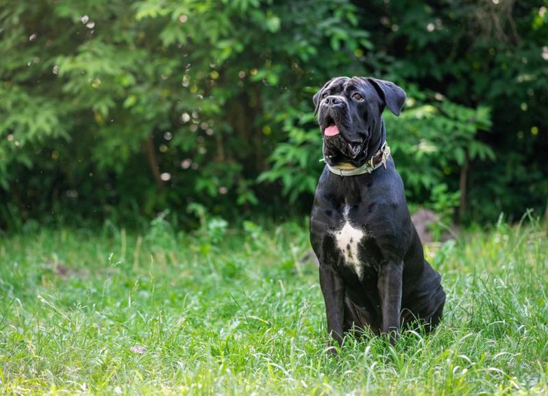 Cane Corso