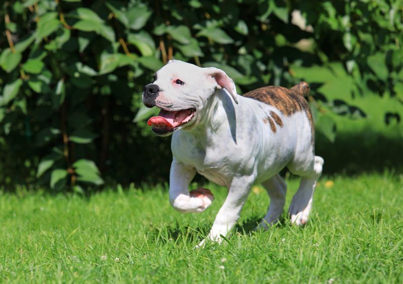 American Bulldog