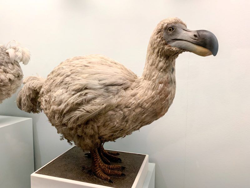 Extinction of the Dodo