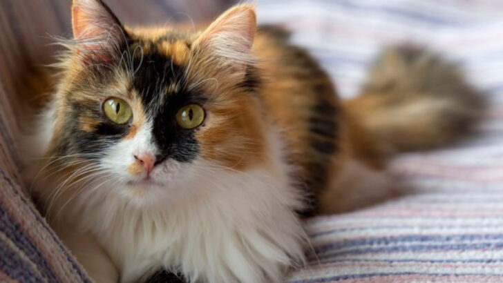 Does Cat Color Influence Personality? 15 Cat Colors Explained