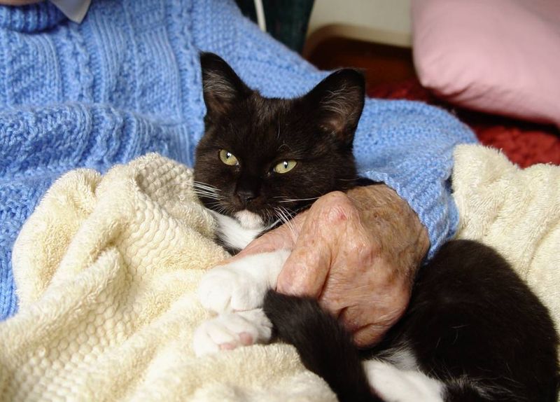 Cat's Intuitive Presence