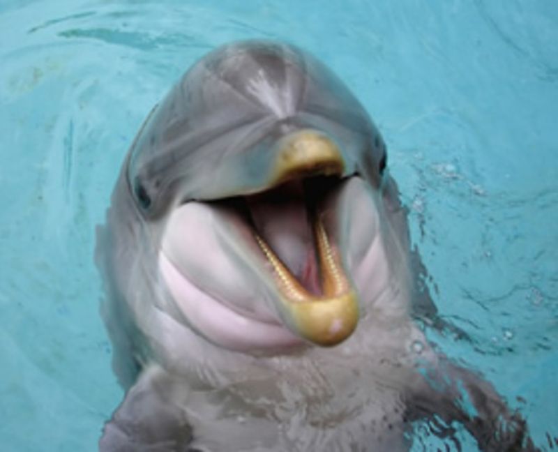 Dolphin