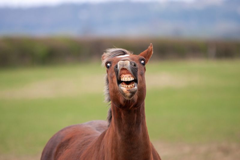 Horse Flehmen Response