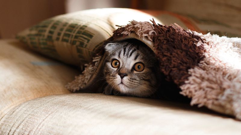 Cat Hiding Constantly