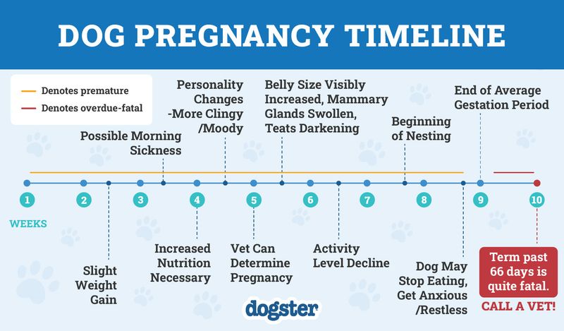 Quick Gestation Period