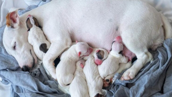 Dog Pregnancies Don’t Last Long—But They’re Packed with Surprises