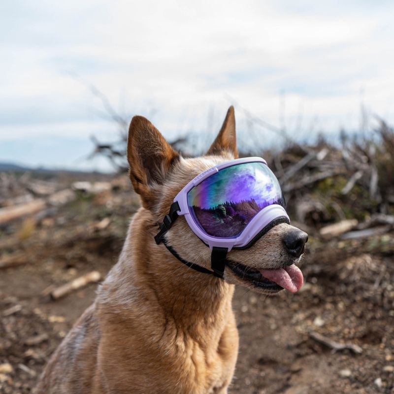 UV Protection Goggles for Dogs