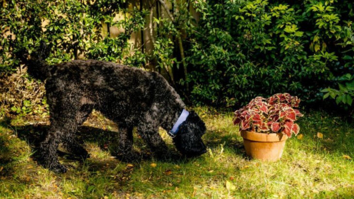 Dog or Cow? Why So Many Dogs Munch on Grass Like It’s a Salad Bar