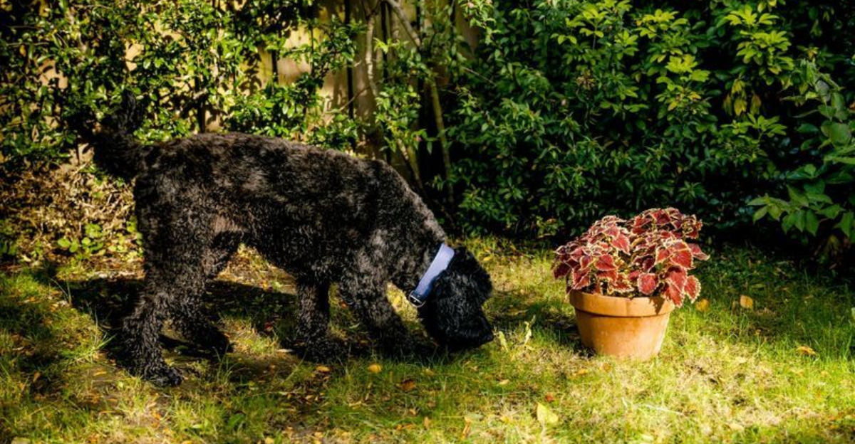 Picture Idea: Dog Or Cow Why So Many Dogs Munch On Grass