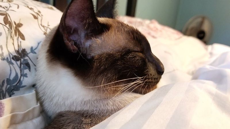 Cats