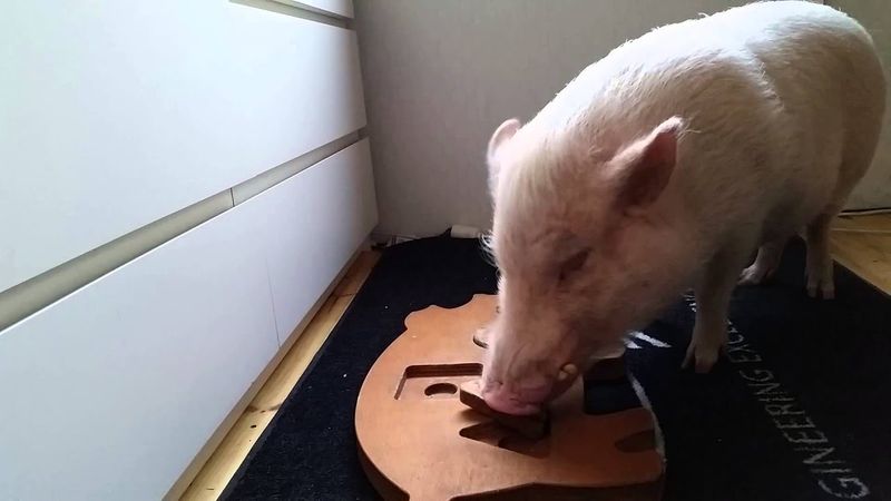 Pigs' Learning Abilities