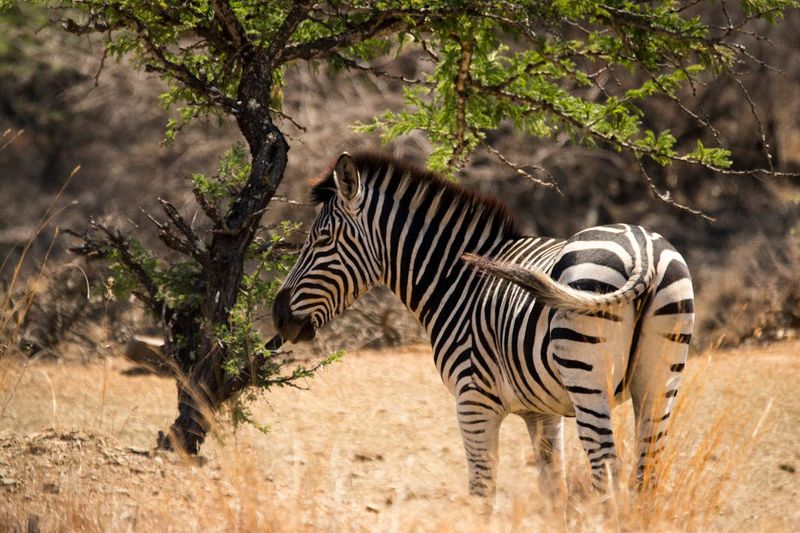 Zebras