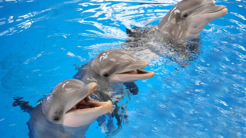 Dolphins