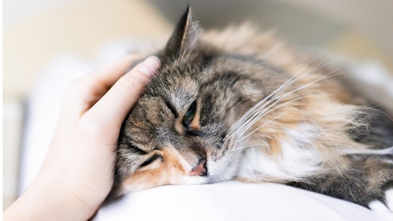 Cats Responding to Depression