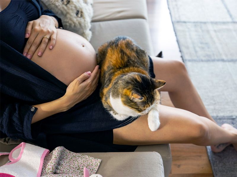 Cats Detecting Hormonal Changes