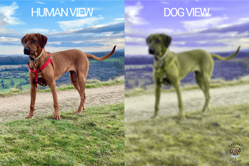 Dogs See Only in Black and White
