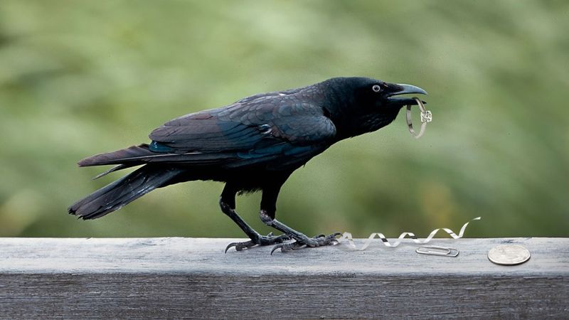 Crows and Intelligence