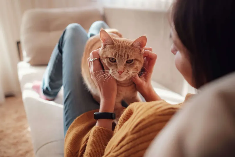 Cats and Allergy Detection