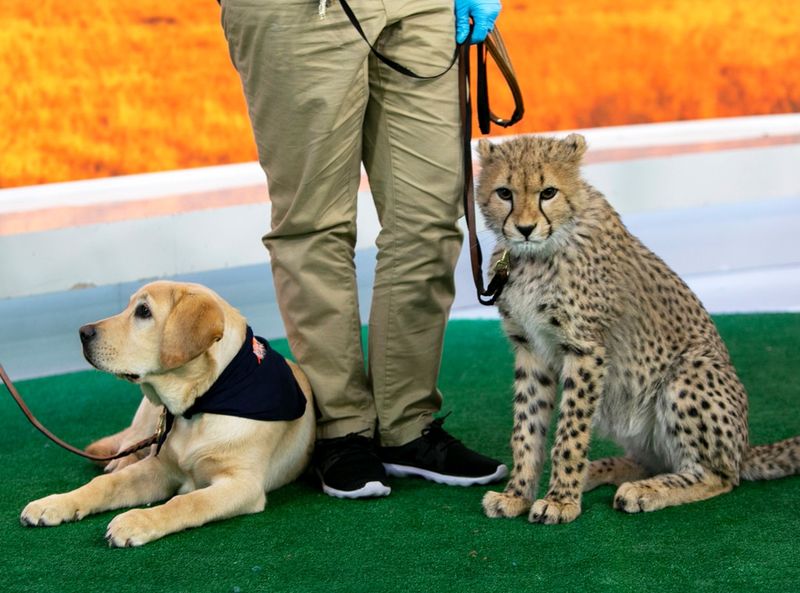 Role of Zookeepers