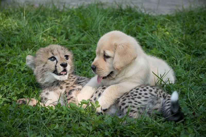 Companionship and Comfort
